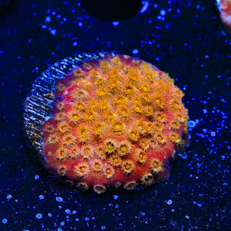24k Gold Cyphastrea Coral