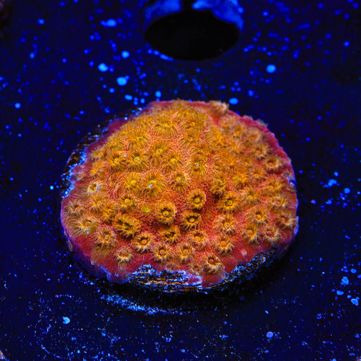 24k Gold Cyphastrea Coral