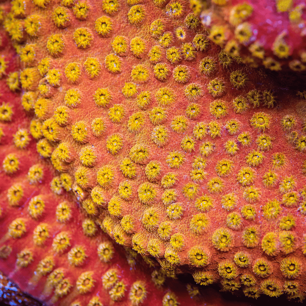 24k Gold Cyphastrea Coral