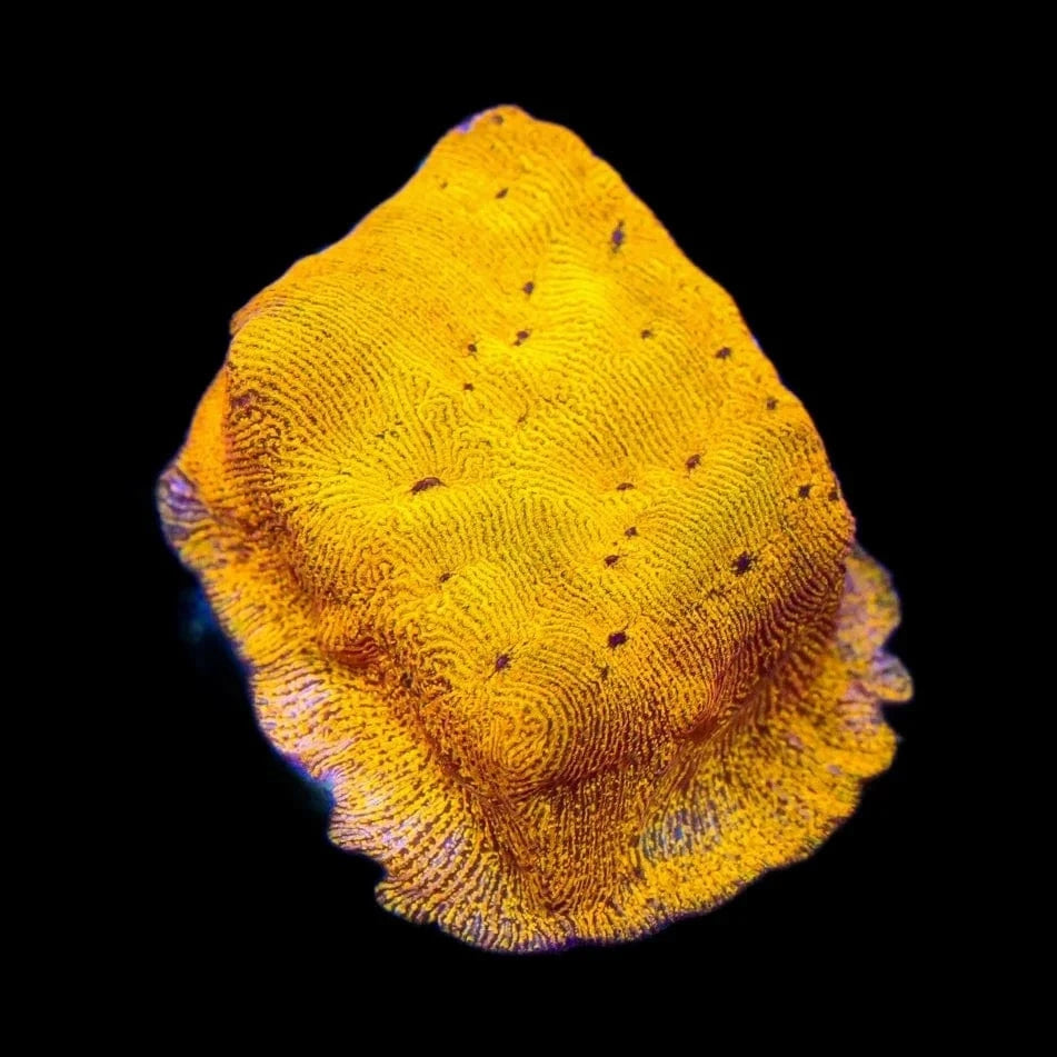 24k Gold Leptoseris Coral