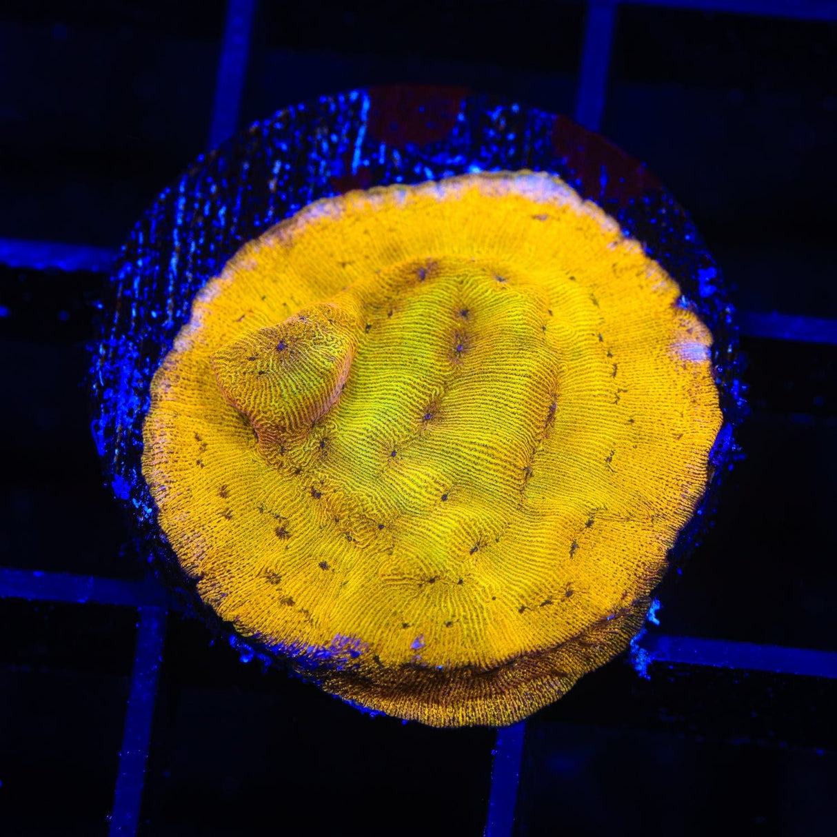 24k Gold Leptoseris Coral