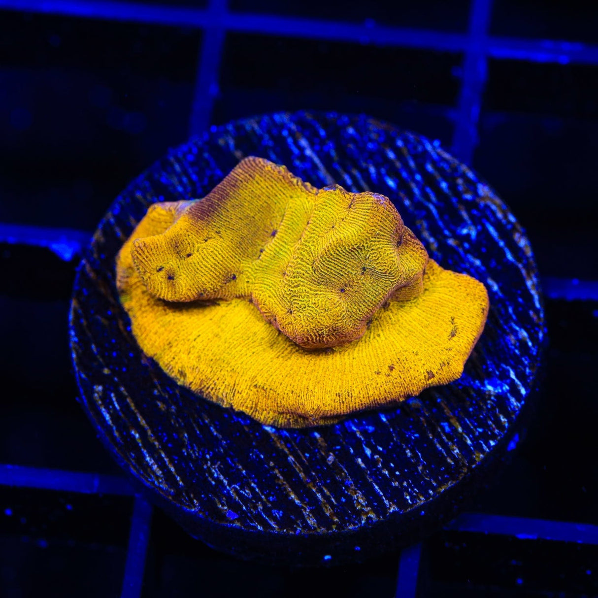 24k Gold Leptoseris Coral