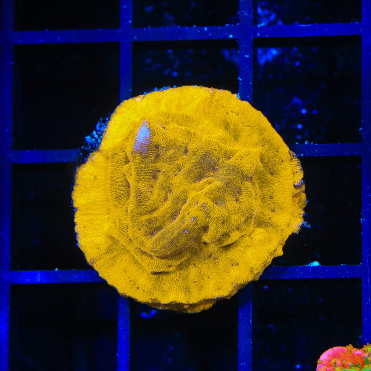 24k Gold Leptoseris Coral