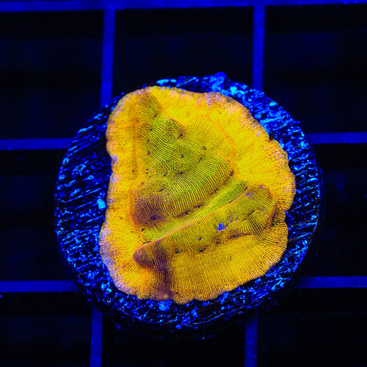 24k Gold Leptoseris Coral