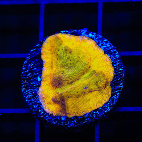 24k Gold Leptoseris Coral