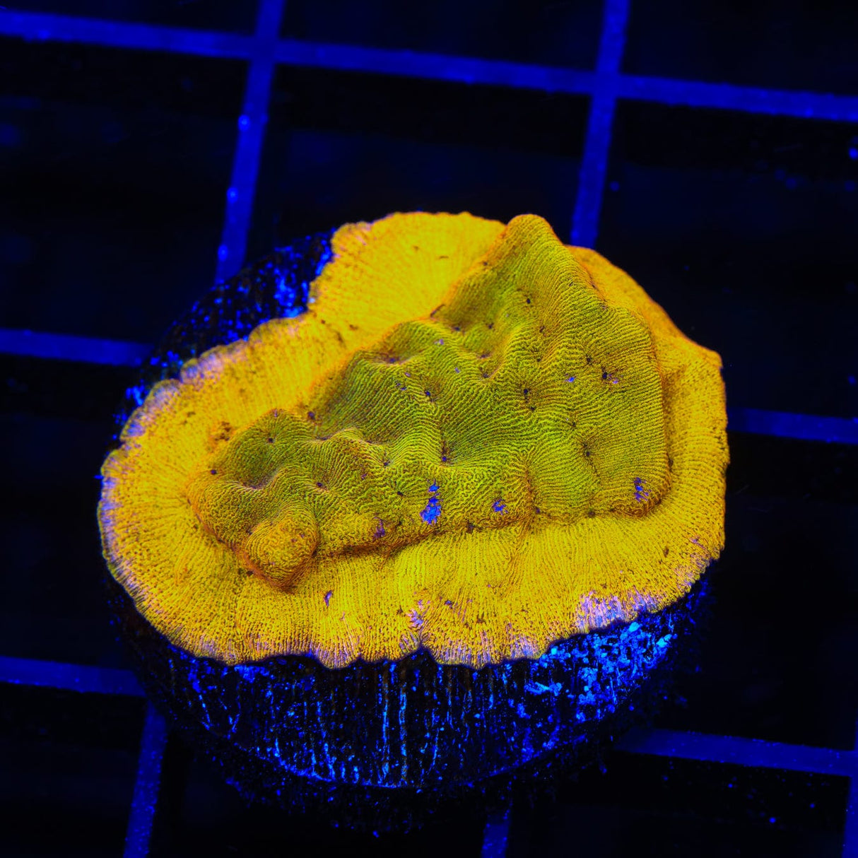 24k Gold Leptoseris Coral