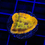 24k Gold Leptoseris Coral