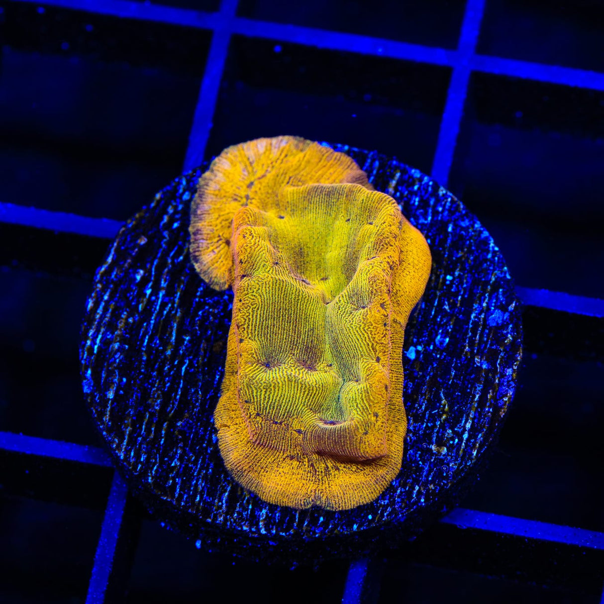 24k Gold Leptoseris Coral