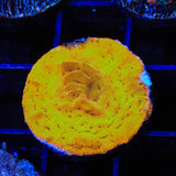 24k Gold Leptoseris Coral