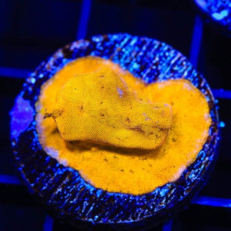 24k Gold Leptoseris Coral