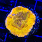 24k Gold Leptoseris Coral
