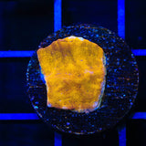 24k Gold Leptoseris Coral