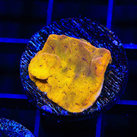 24k Gold Leptoseris Coral