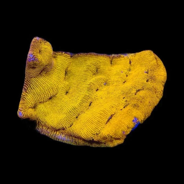 24k Gold Leptoseris Coral