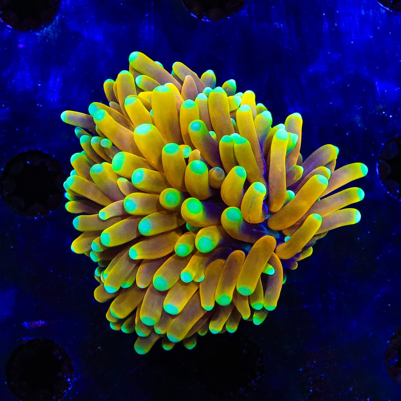 Coral Identification Chart & Care Guide – Top Shelf Aquatics