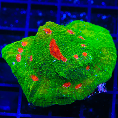 3G Mummy Eye Chalice Colony Coral