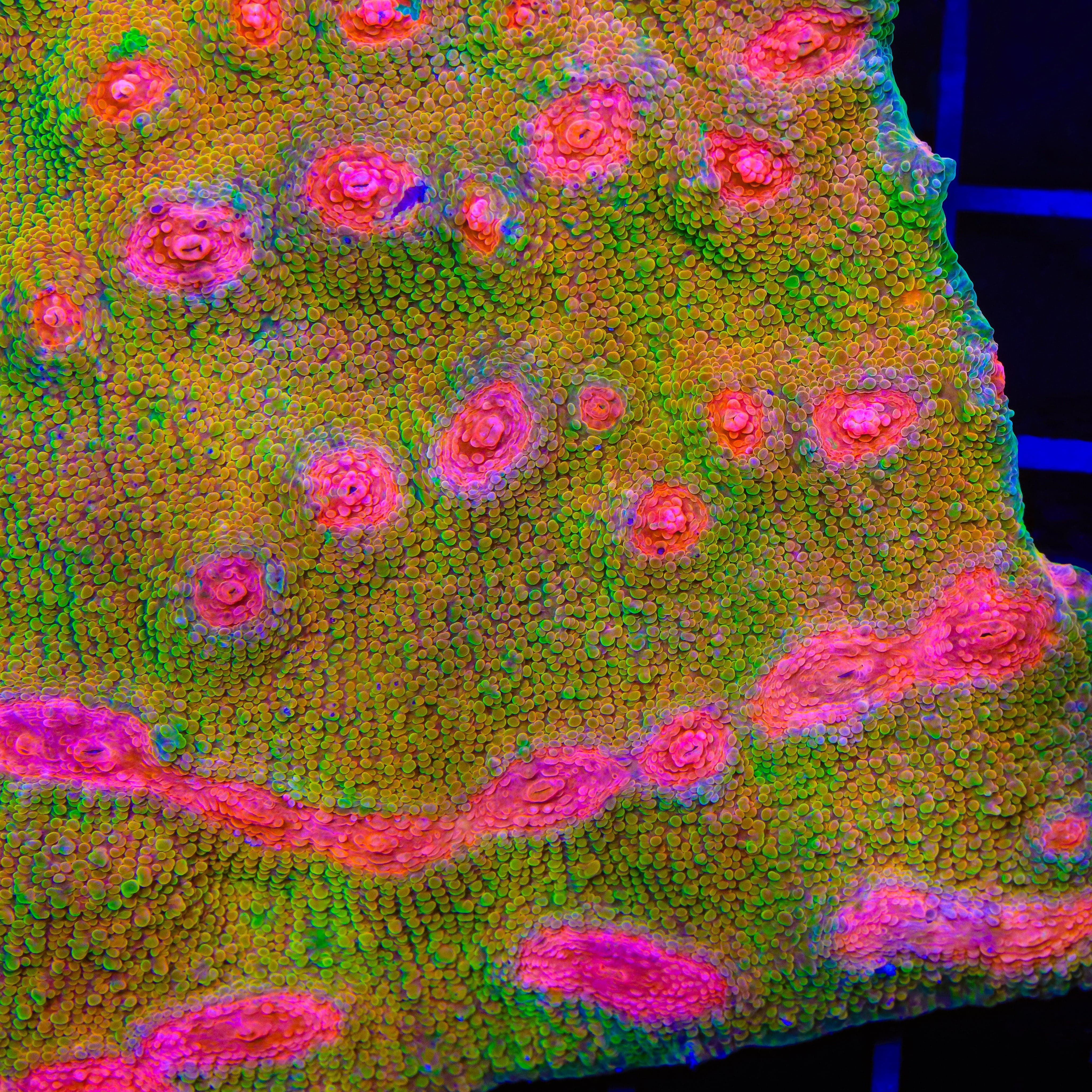 EyMuMiA  3G Mummy Eye Chalice Coral – Top Shelf Aquatics
