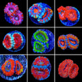 Acan 3 Coral Frag Pack