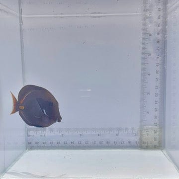 Achilles Tang (Acanthurus achilles)