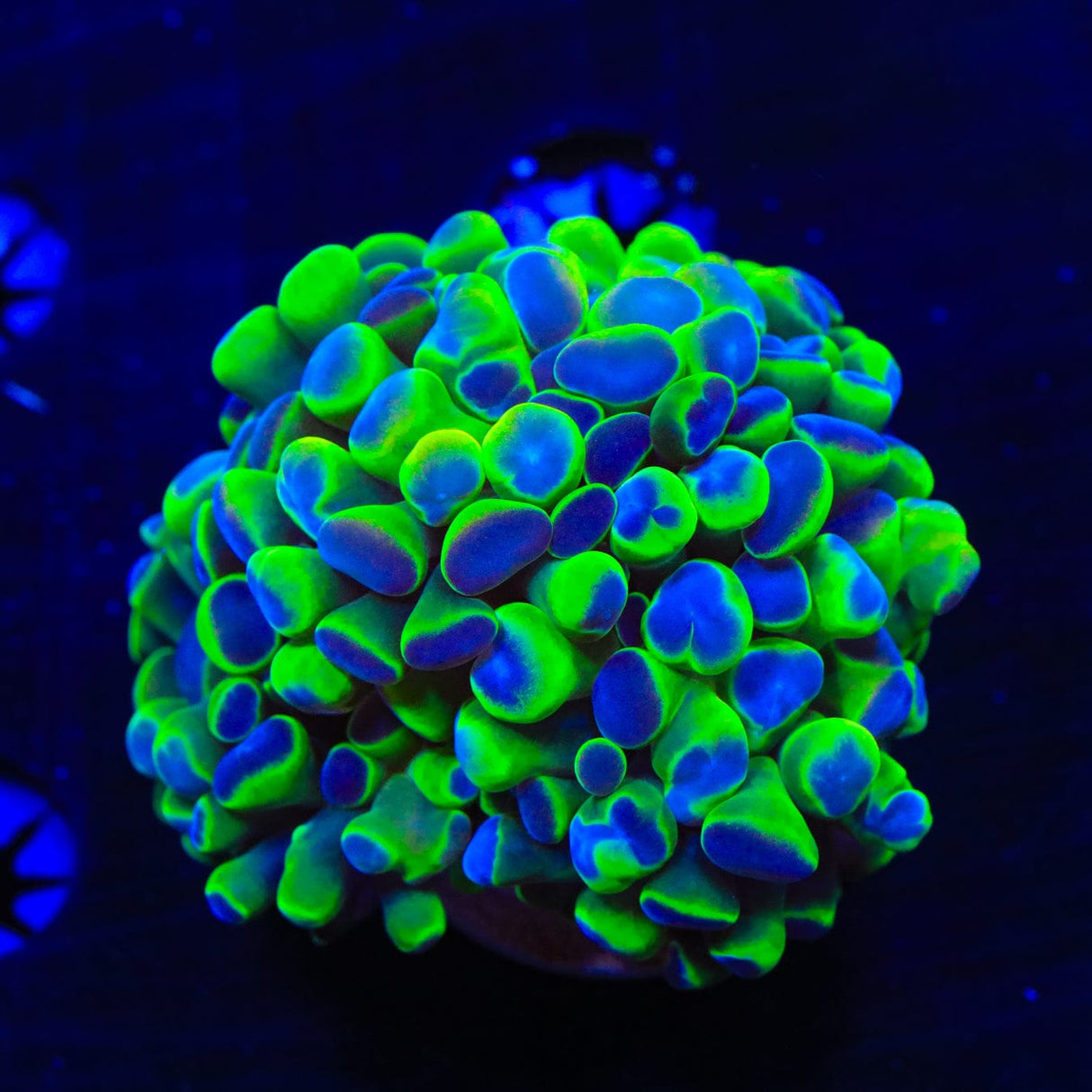 ACI Court Jester Hammer Coral