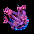 ACI Dragon Breath Goniopora Coral