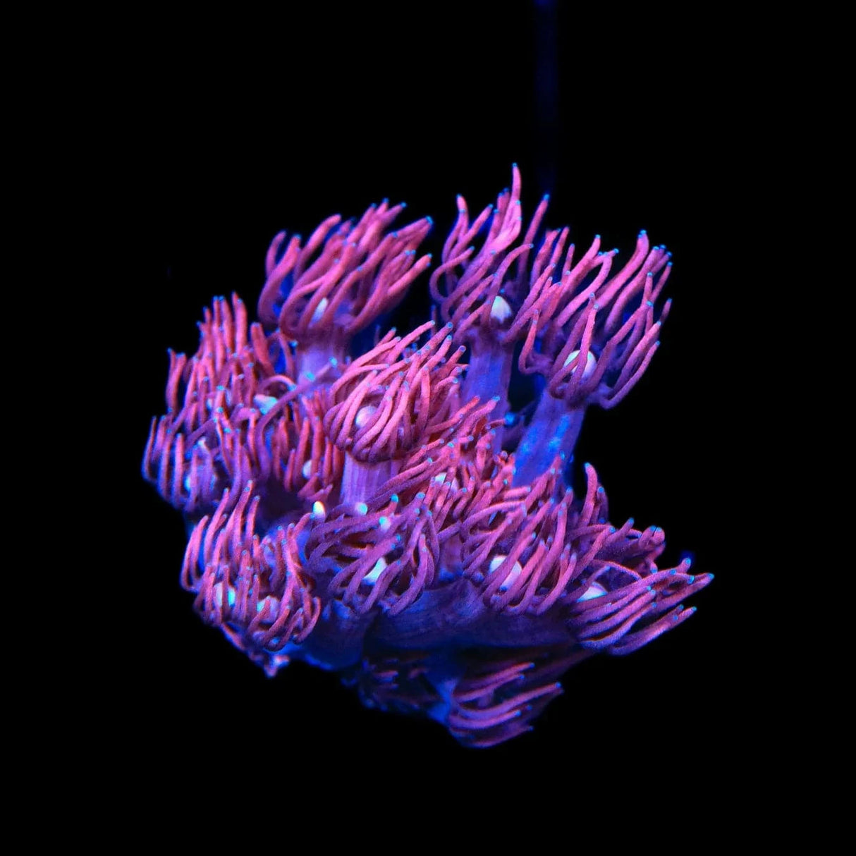 ACI Dragon Breath Goniopora Coral