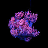 ACI Dragon Breath Goniopora Coral