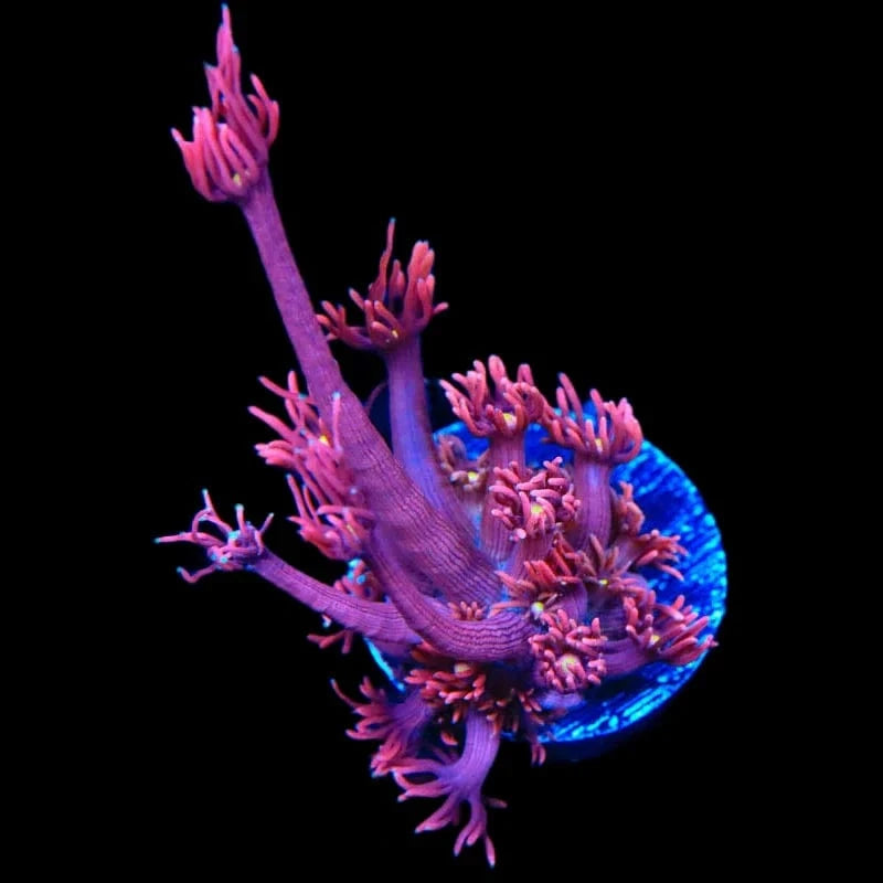 ACI Dragon Breath Goniopora Coral