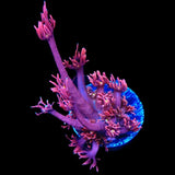 ACI Dragon Breath Goniopora Coral