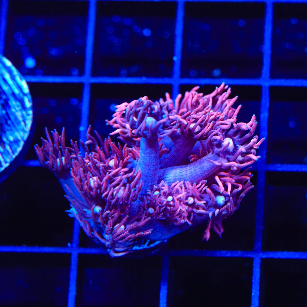 ACI Dragon Breath Goniopora Coral