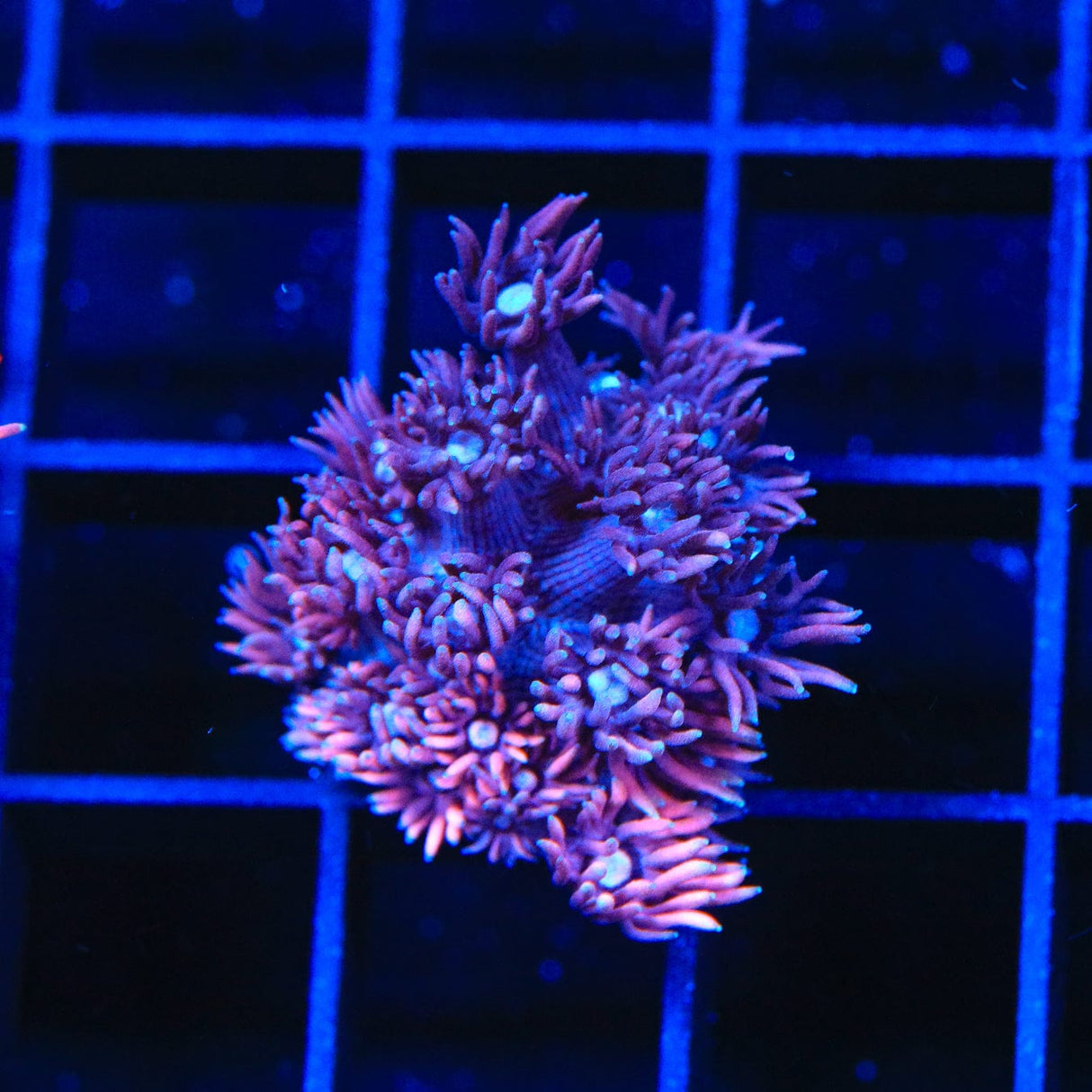 ACI Dragon Breath Goniopora Coral