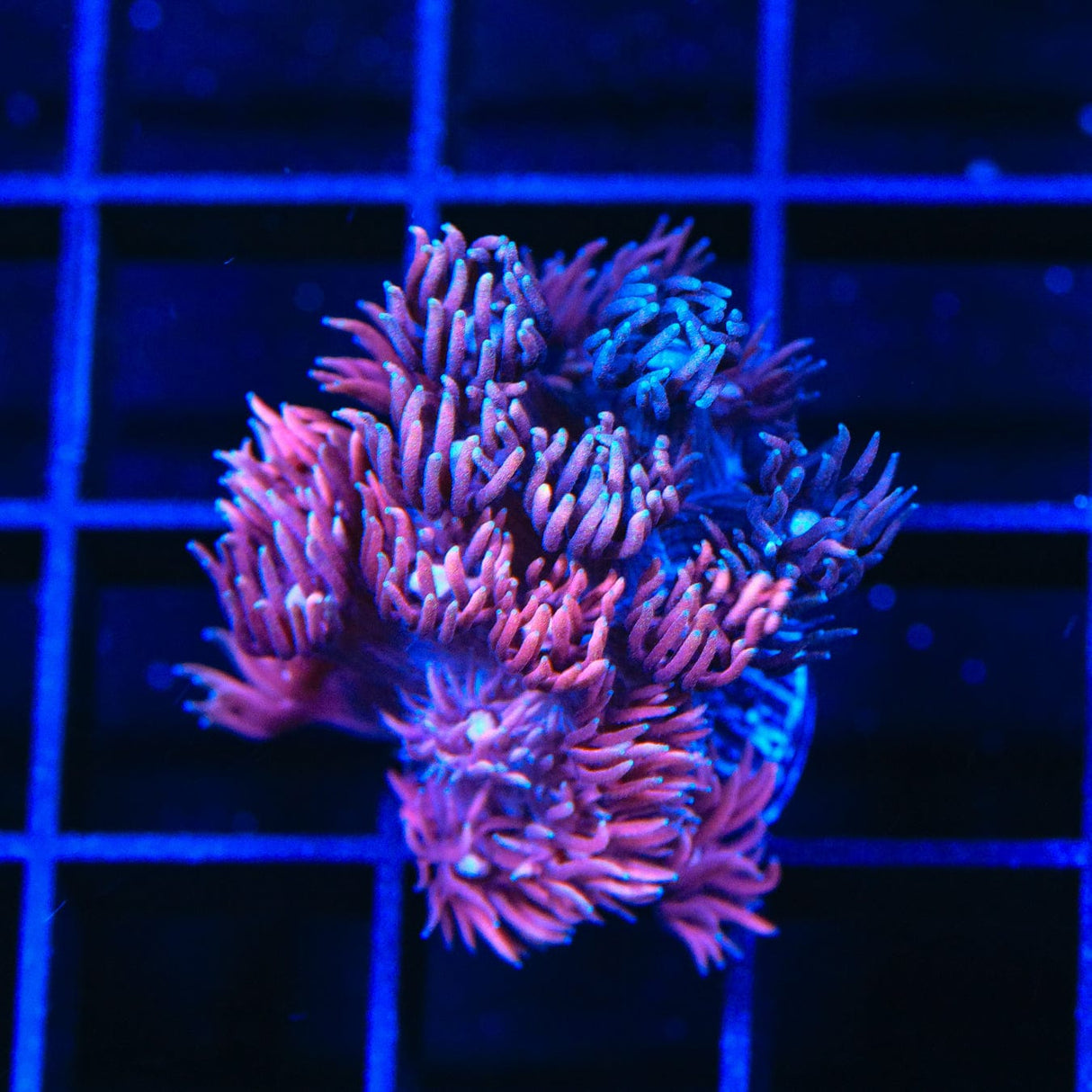ACI Dragon Breath Goniopora Coral