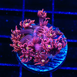 ACI Dragon Breath Goniopora Coral