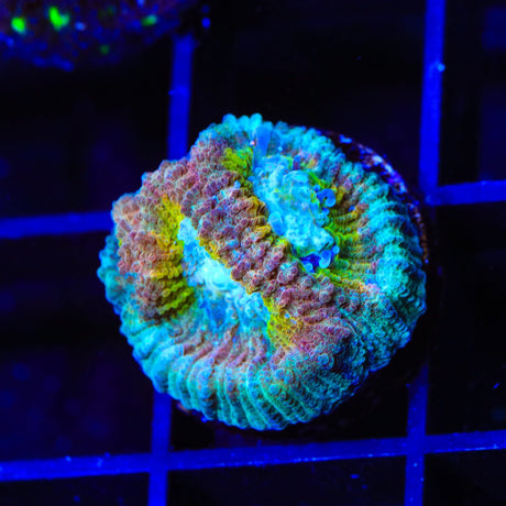 ACI Drunk Monkey Favia Coral