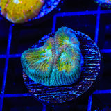 ACI Drunk Monkey Favia Coral