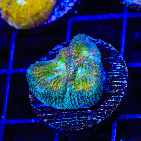 ACI Drunk Monkey Favia Coral