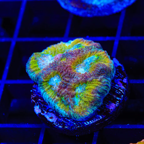 ACI Drunk Monkey Favia Coral