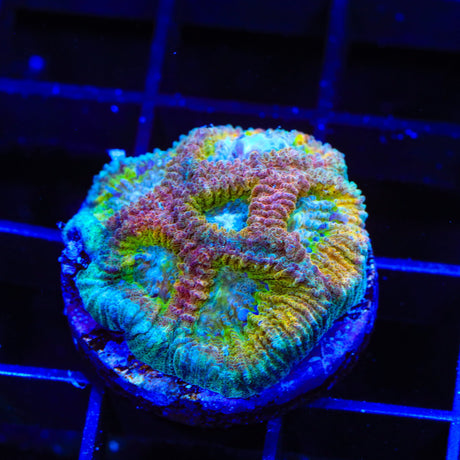 ACI Drunk Monkey Favia Coral
