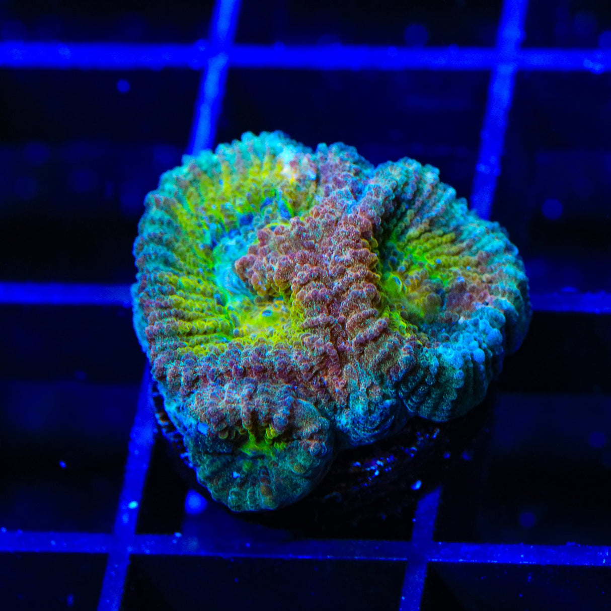 ACI Drunk Monkey Favia Coral