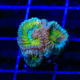 ACI Drunk Monkey Favia Coral