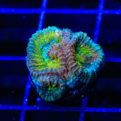 ACI Drunk Monkey Favia Coral