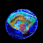 ACI Drunk Monkey Favia Coral