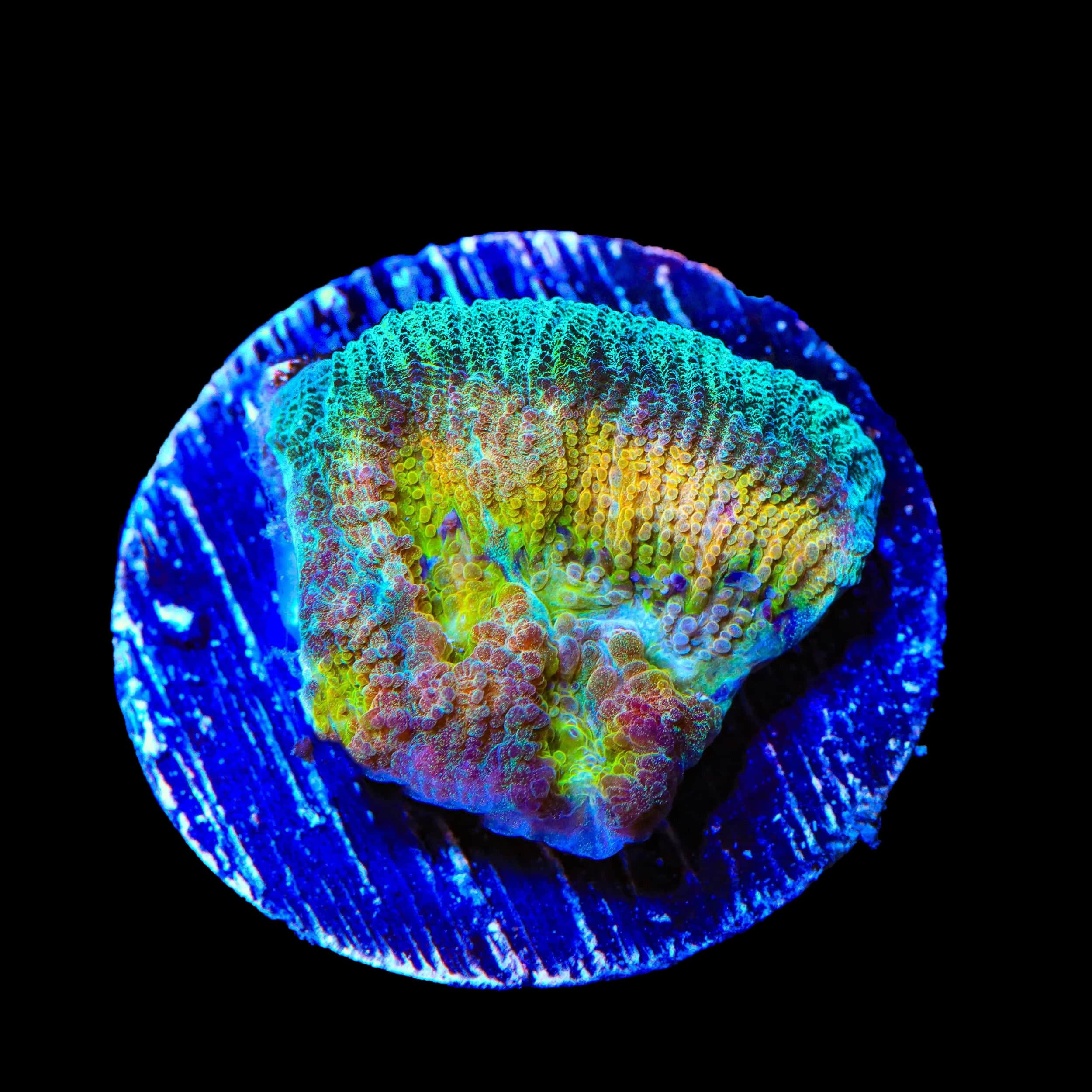 ACI Drunk Monkey Favia Coral