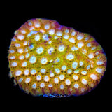 ACI Golden Girls Cyphastrea Coral