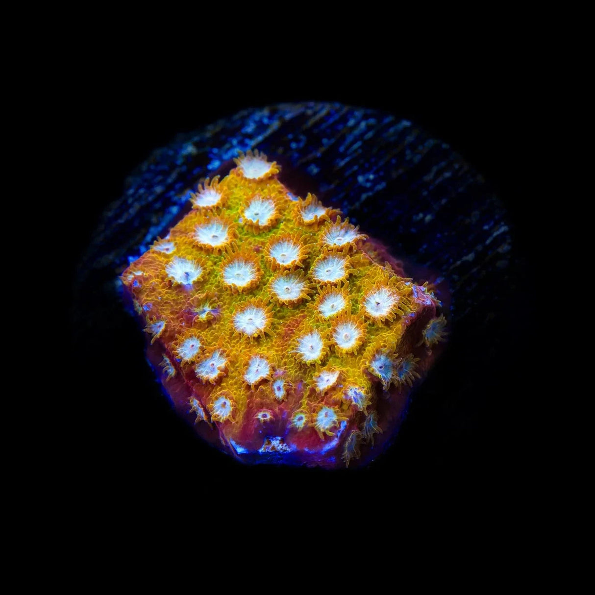 ACI Golden Girls Cyphastrea Coral