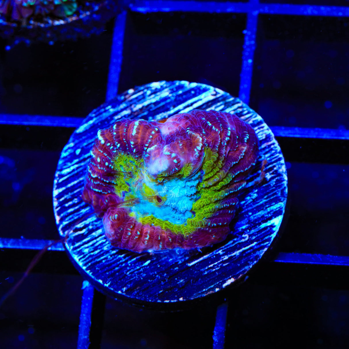 ACI Jinx Favia Coral