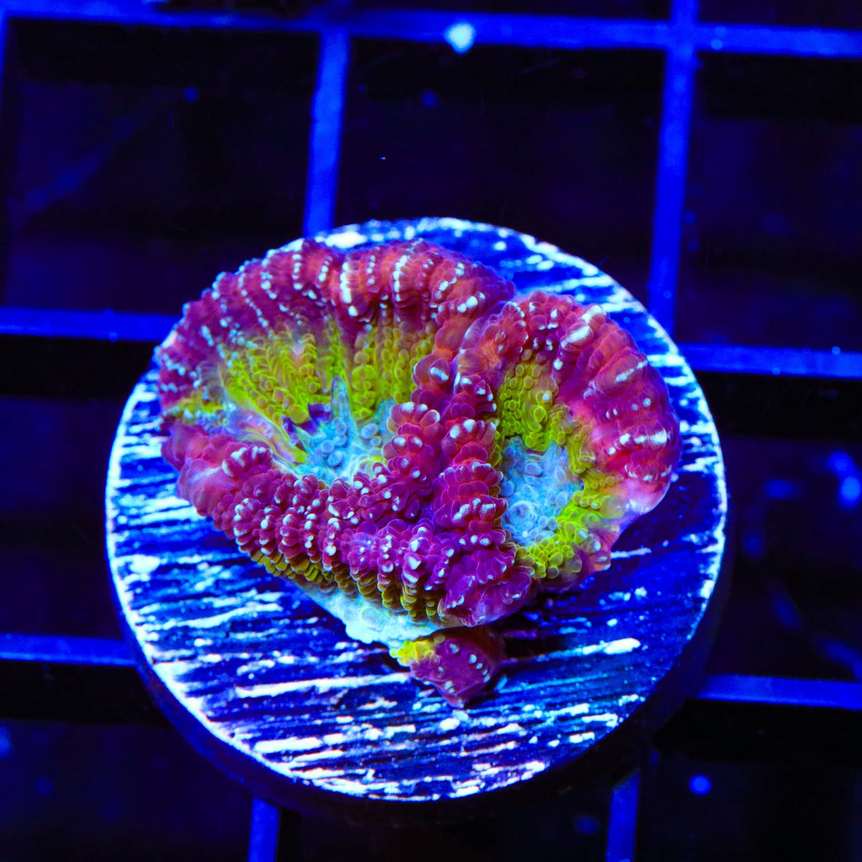 ACI Jinx Favia Coral