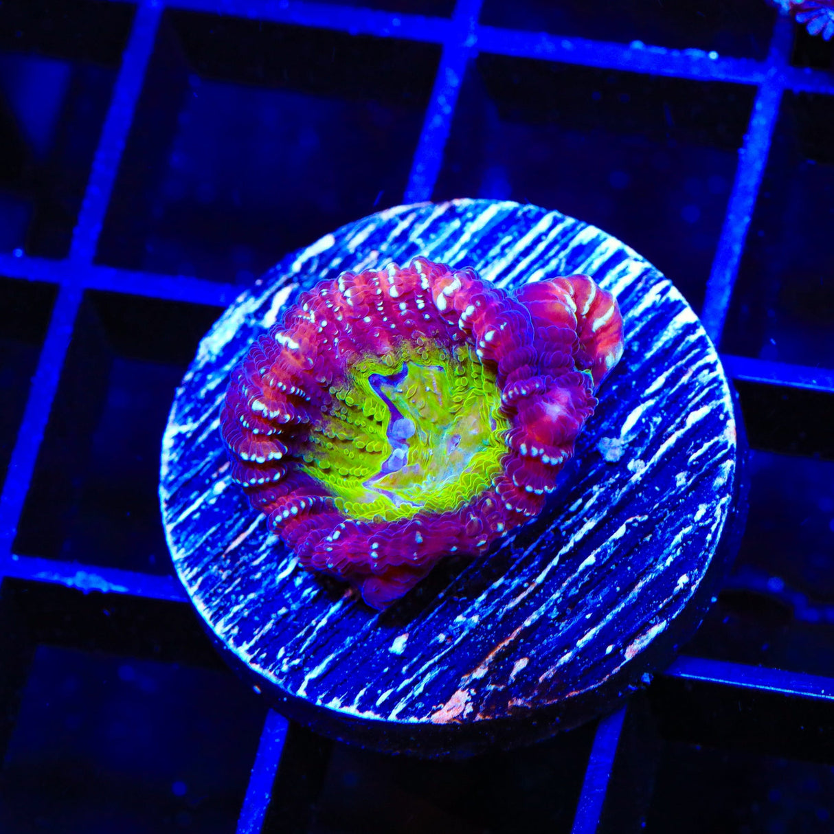 ACI Jinx Favia Coral