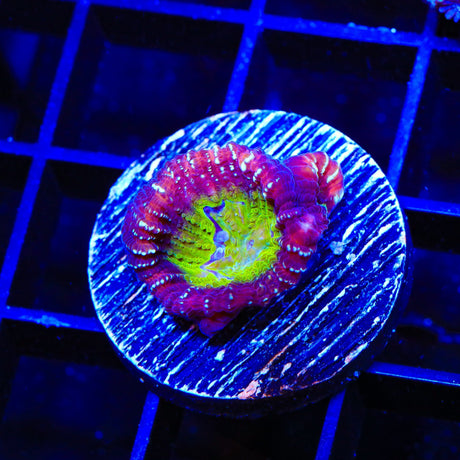 ACI Jinx Favia Coral