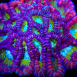 ACI Jinx Favia Coral